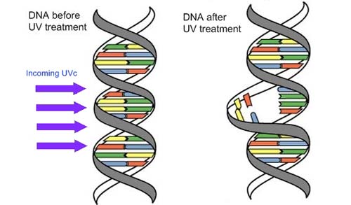Разрушение цепочки ДНК УФ-излучением